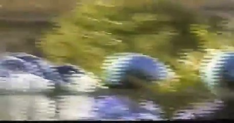 Acerra, 29 Agosto 2004 - scontri durante manifestazione contro la costruzione dell'inceneritore.