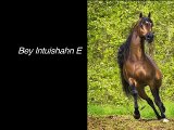 Bey Intuishahn E ~ 16hh 2003 Champion Bay Arabian Stallion ~ Enzo x Bey Unforgettable (by Bey Shah)