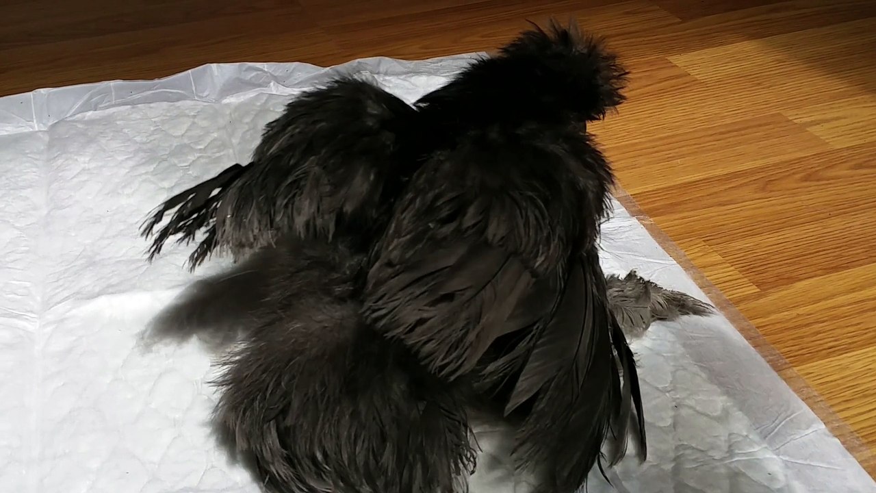 Brindille poule de soie bleue de 4 mois (2)