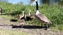 BABY GEESE=GOSLINGS ( Cute)for ✨COLE✨