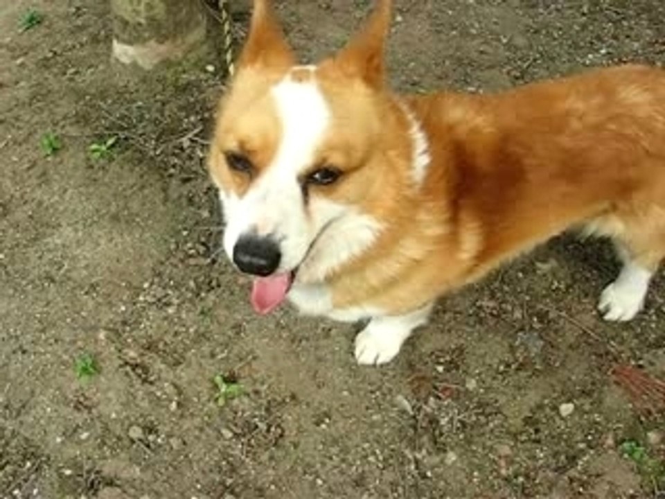 Welsh Corgi