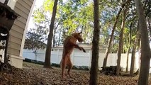 GoPro Hero 2 Super Slow Motion (120 fps) Dog Jumping (Irish Terrier)