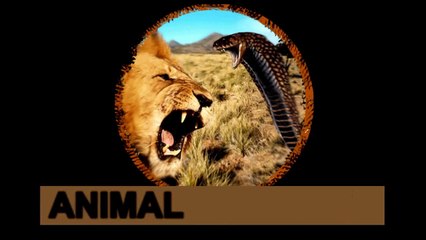 Wasp vs Wolf Sipder Who will Win?  - Animal vs Animal [HD]