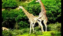Life Of Giraffe Making Love And Giving Birth