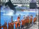 Orcas & Trainers- Bring Back Water Work!