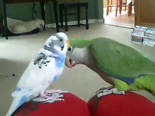 My Quaker (Monk Parakeet) and Parakeet