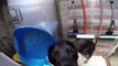 Rottweiler Doggy Bath GoPro HERO3+
