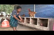 Cooperativa de mujeres La Flor en Moyogalpa produce pollos y huevos