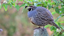 California Quail