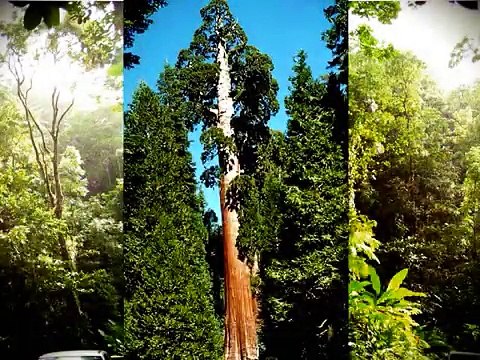 Reflexiones De Mariano Osorio (Los Sueños De Los Tres Pequeños Arboles)