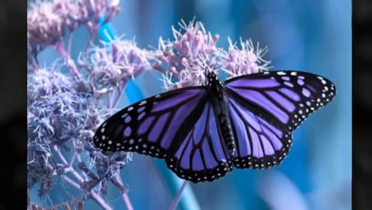 Pancreatic Cancer: A Patient's Last Days