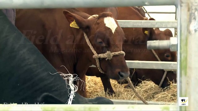 Toby of West Park Farms talks us through Cow Preparation