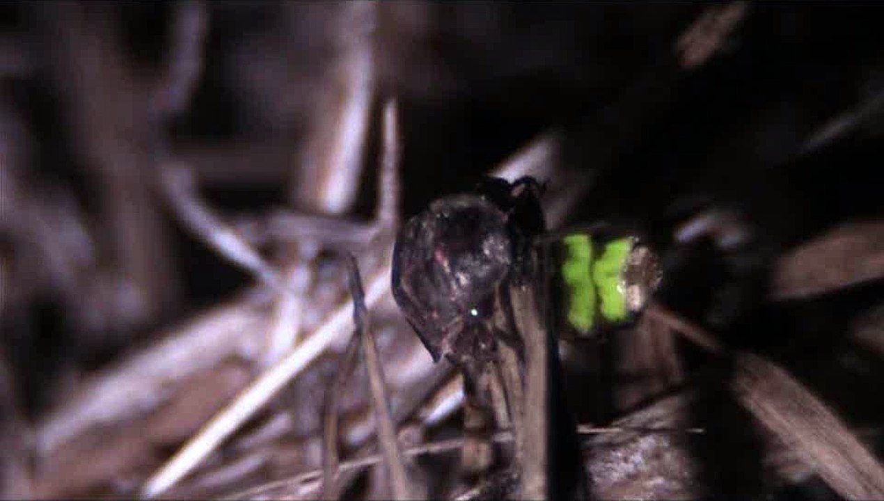 Grosser Leuchtkäfer glow-worm Lampyridae