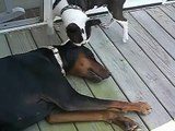 doberman  vs boston terrier play fighting