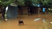DEAD COWS Everywhere- Bolivian Flood Victims Flee to Higher Ground - MORE FLOODING EXPECTED