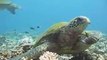 Honu Hula (Hawaiian Sea Green Turtle Ohana) by Turtle Trax