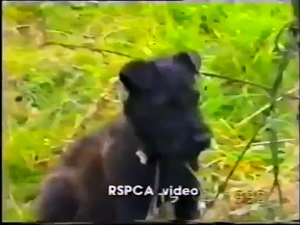 Badger Diggers Digging & BADGER BAITERS -THE BADGER BAITING RULES