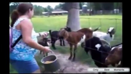 Animales que hacen sonidos divertidos y ruidos de compilación Funny animal