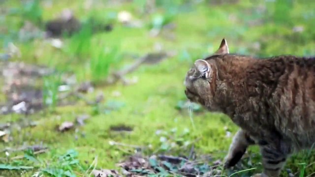 Lumix GH1 ＋ Canon New FD 50mm F1.4 -SANKEIEN