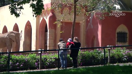 Jardim Zoológico - Elefante-africano (Loxodonta africana)