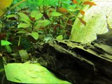 Aquarium - Amano Shrimps