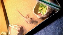 my bearded dragon eating a cricket (jaws theme song) (funny)