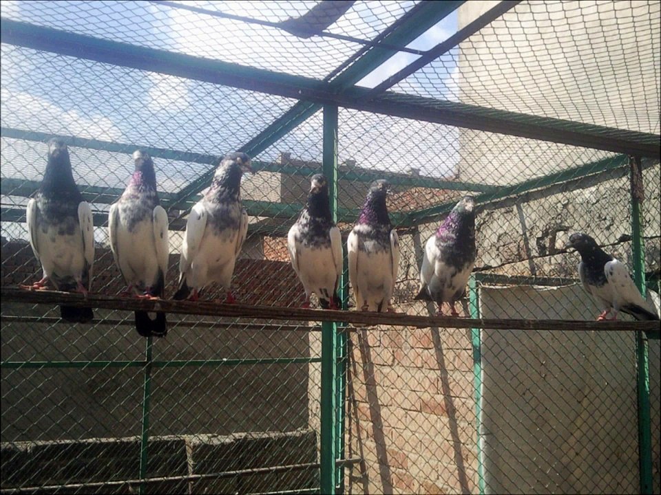 Ustad Umar Palewan K Teddy  0300 46 50 165 (10/04/2011)