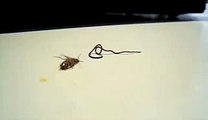 parasite worm wich crawled out of cockroach - must see!!