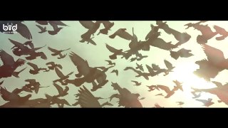 Beautiful Pigeon Flying - GOPRO 240fps Test Official PaxionUp Studio Production