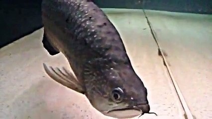 Mean Monster Fish Jardini Arowana 3 1/2 Years Old in a 240G Acrylic Tank