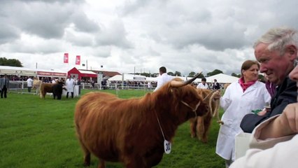 Highland Cattle @ Highland show 2011