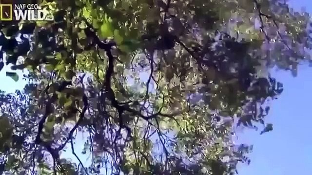 Wild Animal: The American Bald Eagle | National Geographic Kids Documentary HD