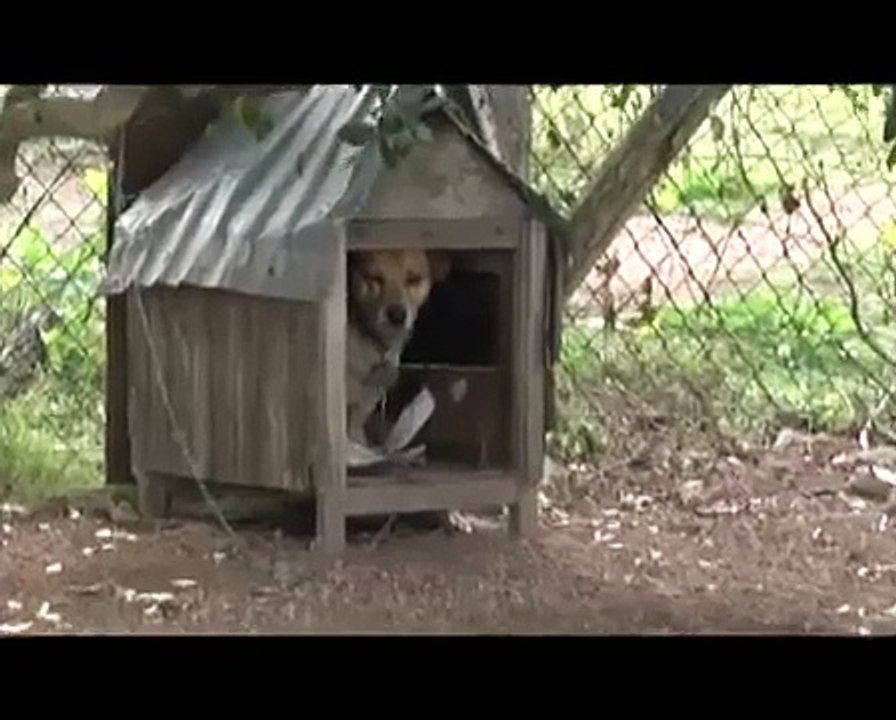 EL LOBIZON DE ACEGUA.