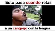 Esto pasa cuando retas a un cangrejo con la lengua