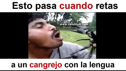 Esto pasa cuando retas a un cangrejo con la lengua