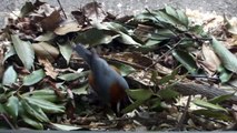 Cyber-shot DSC-HX5V 動画　上野動物園の小鳥たち　ヤマガラとヒガラ