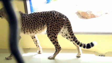 チーターの鳴き声