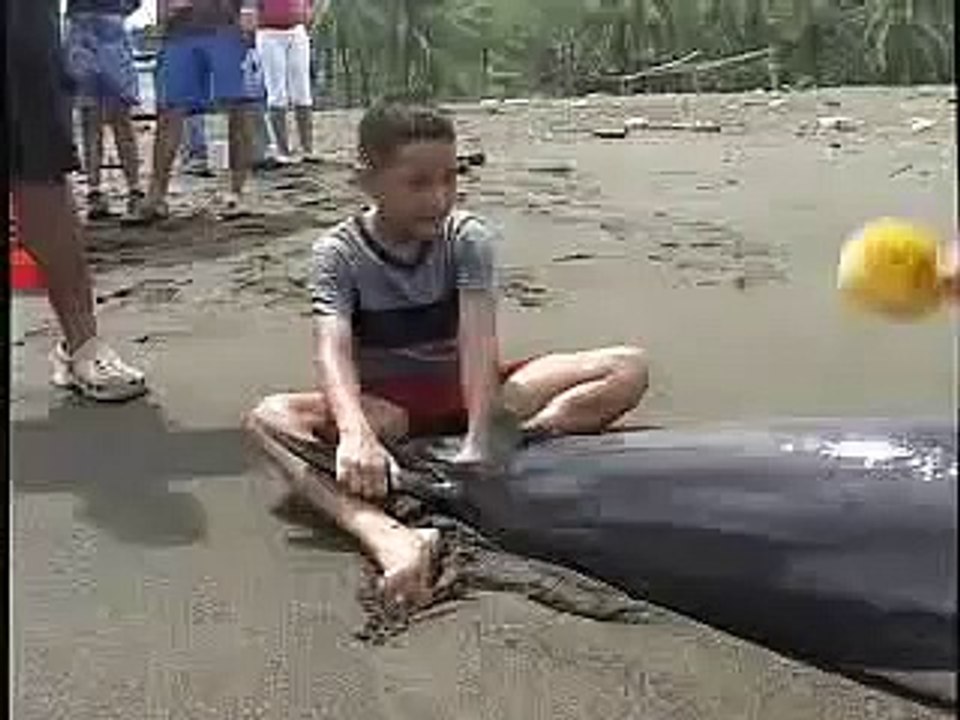 Rescatan delfín en Panama