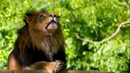 Daawo Libaax ku dhawaaqaayo magaca Alle & Dhir qirtay magaca Rabi (Allbanaadir.com)