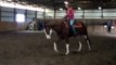 Fancy Enough To Win APHA Breeders Trust AQHA Incentive Fund and PtHA SOLD
