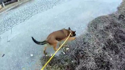 Hard Surface Tracking Mal Puppy 15 weeks old