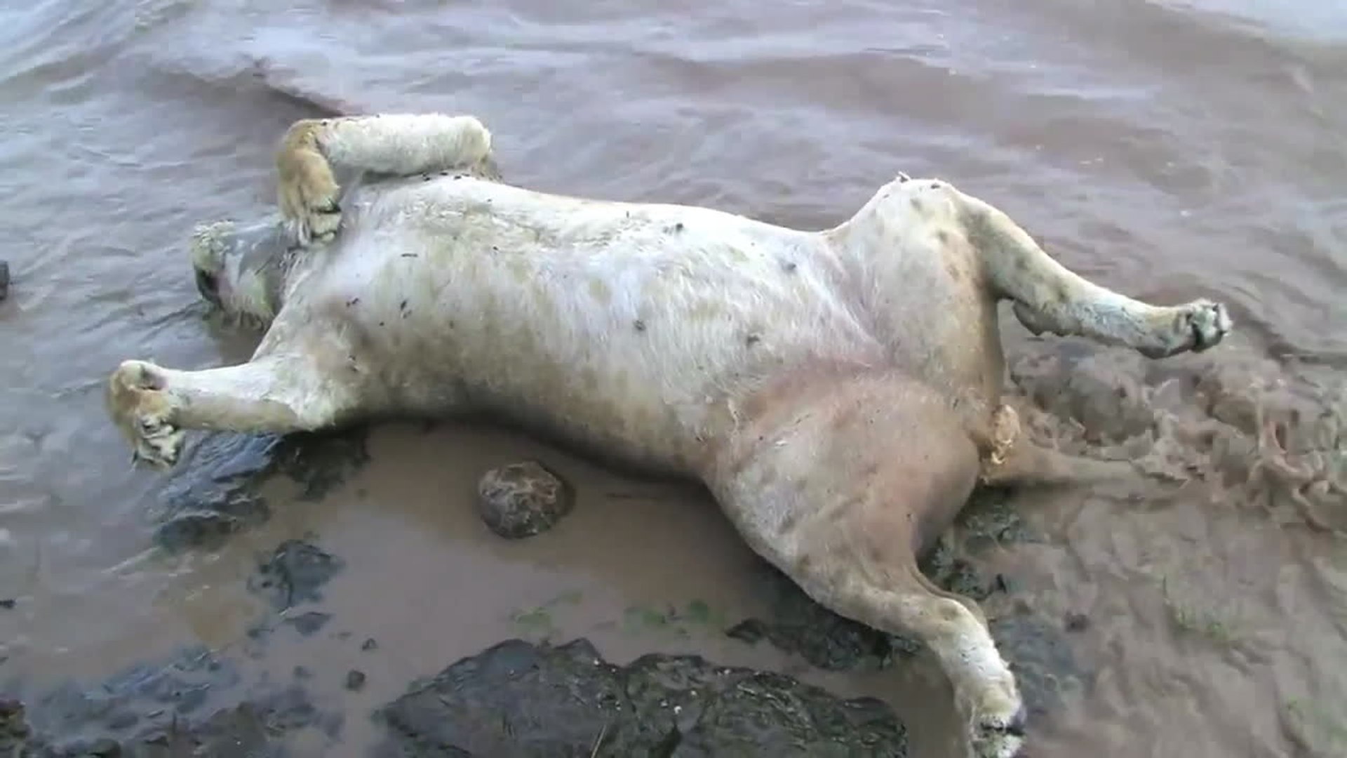 ⁣Heartbreak! Ten Endangered Lions Killed in India Monsoon