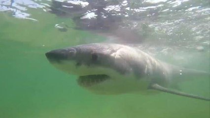 People rescue beached great white shark