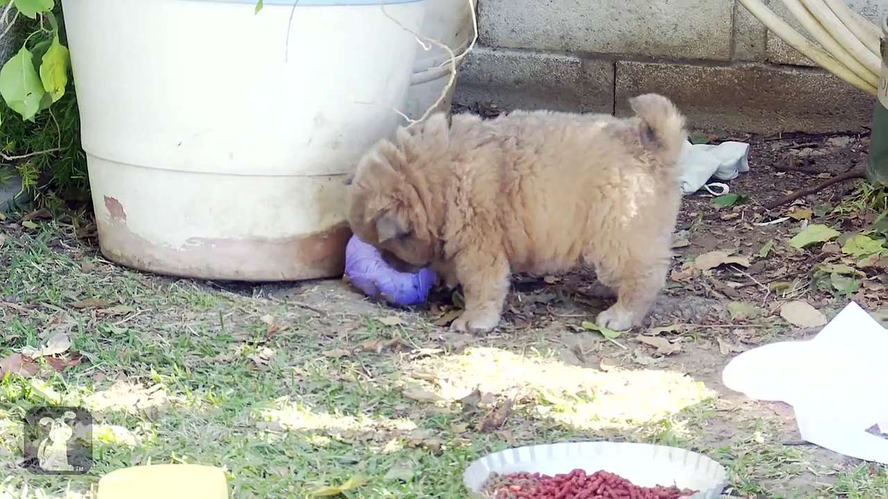 Chow Puppies Wrestle With Yarn – Puppy Love