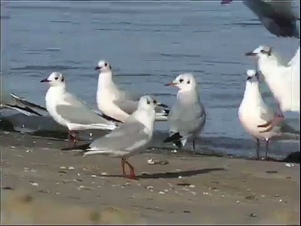 Mouette rieuse - Black-headed Gull - Lachmöwe  ( Larus ridibundus )