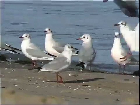 Mouette rieuse - Black-headed Gull - Lachmöwe ( Larus ridibundus )
