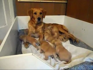 Golden Retriever Puppies 2 weeks old.wmv