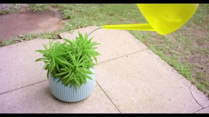 Plant - Darty Commercial 2015