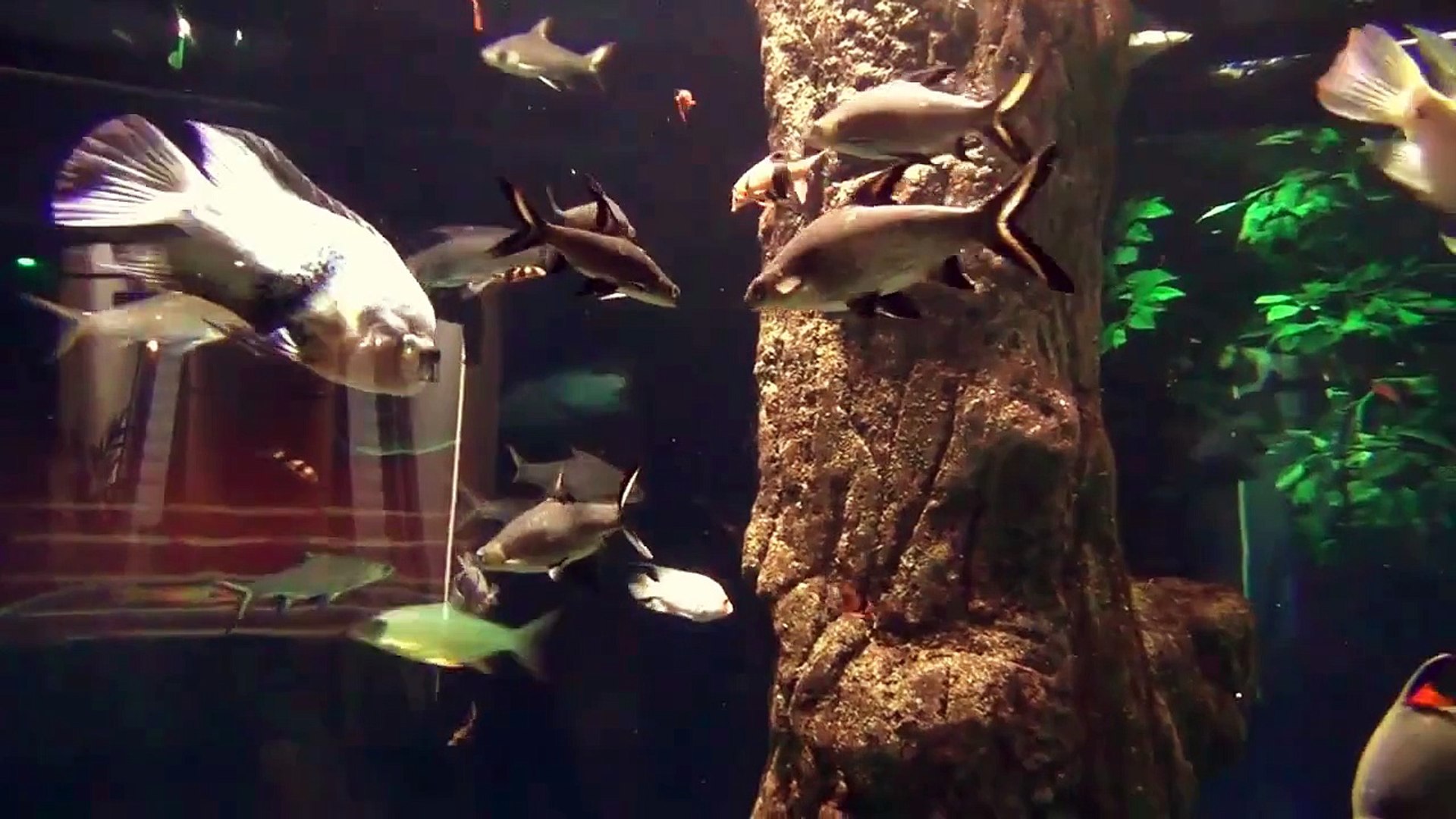 Aquascaping ideas Aquarium fish videos HD music aquascaping ideas & Planted Tropical Fish videos