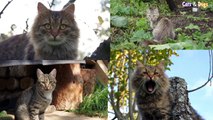 Cats&DogsTV - УДИВИТЕЛЬНЫЙ МИР КОШЕК - ПОЛОСАТЫЙ КОТ ВАСЬКА / TABBY CAT VASKA